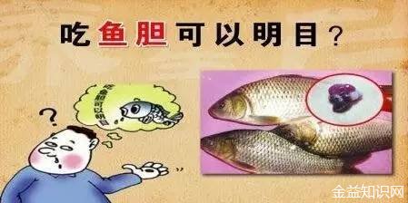 鱼胆的功效与作用