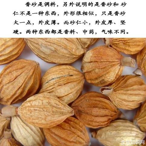 香砂的功效与作用