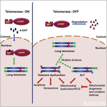 端粒酶的功效与作用
