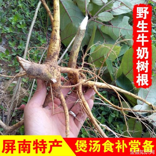 牛奶树根的功效与作用