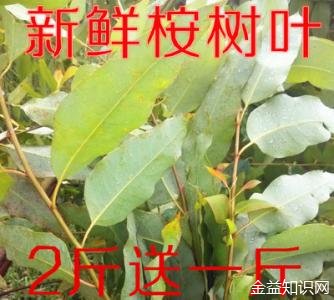 桉树叶的功效与作用