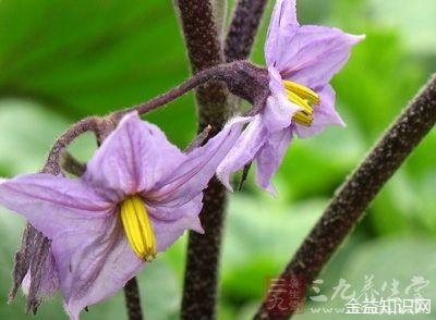 茄花的功效与作用