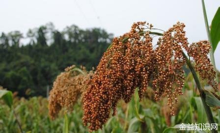 高梁的功效与作用