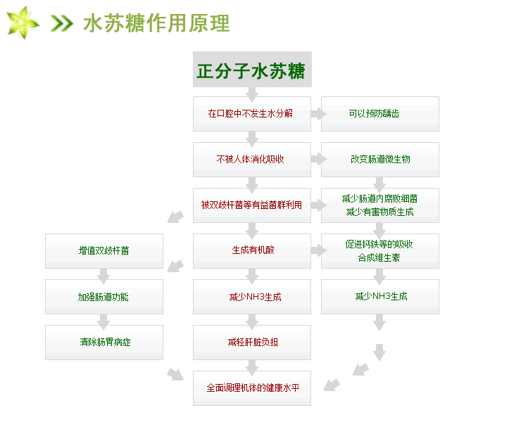 水苏糖的功效与作用