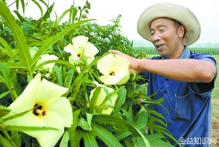 秋葵花的功效与作用