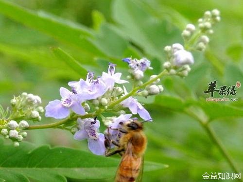 荆条蜜的作用与功效