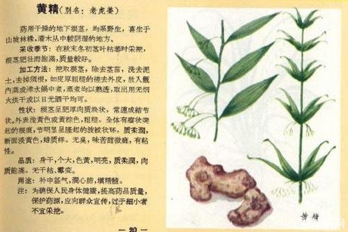 黄精茶的功效与作用