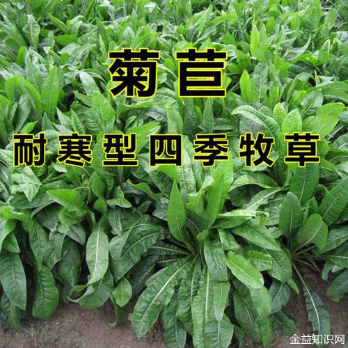 菊苣根的功效与作用