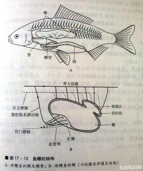 鱼鳔的功效与作用