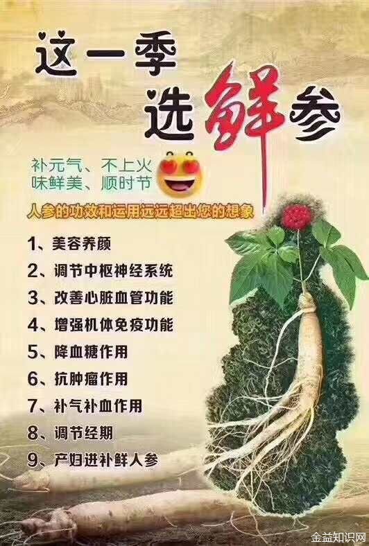 鲜人参的功效与作用