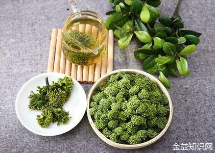 三七茶的功效与作用