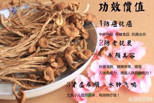 茶树菇的功效与作用