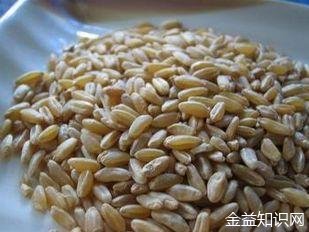 麦仁的功效与作用