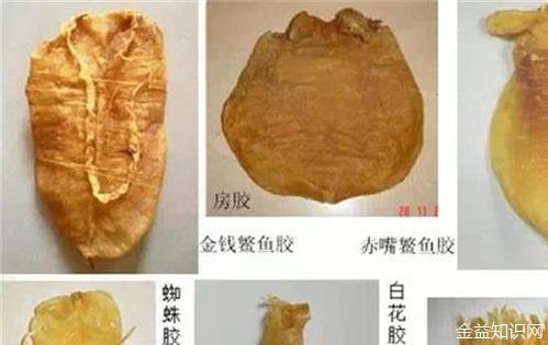 花胶的功效与作用