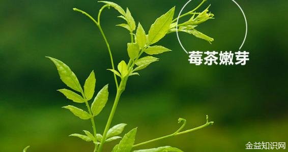 莓茶的功效与作用