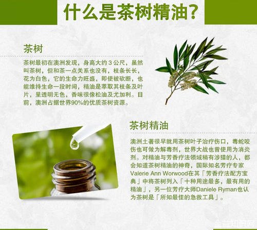 茶树精油的功效与作用