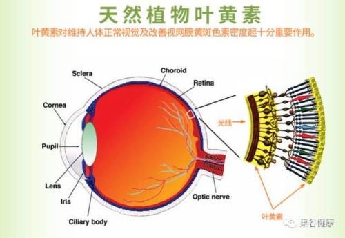 叶黄素的功效与作用