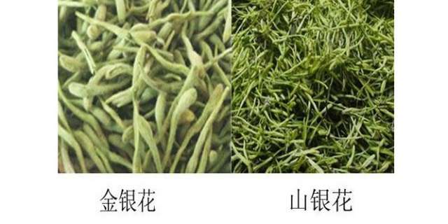 金银花如何挑选，功效作用及禁忌，韵味斋花茶教你不踩雷