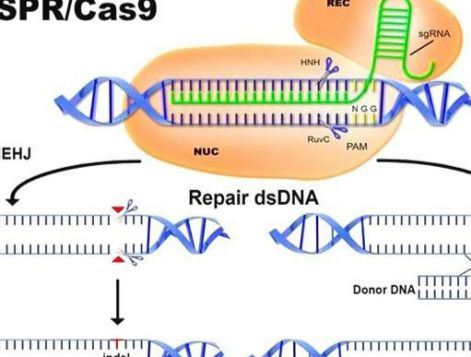 为什么要阻止人类基因编辑研究，完美的基因不