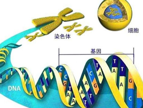 为什么要阻止人类基因编辑研究，完美的基因不