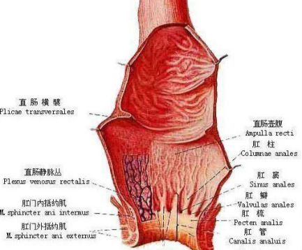 直肠癌盆腔有4个淋巴有治愈的可能吗？