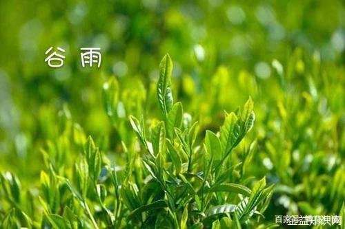 谷雨茶的功效与作用