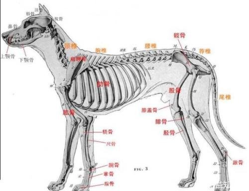 狗骨头的功效与作用