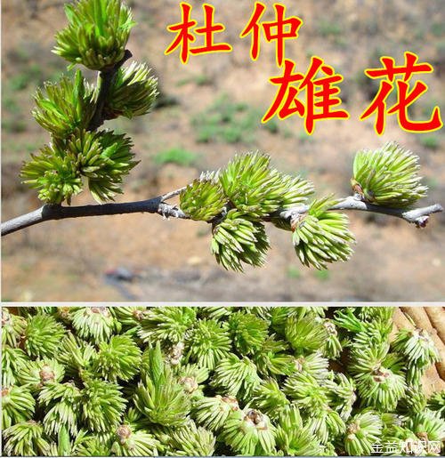 杜仲雄花茶的功效与作用