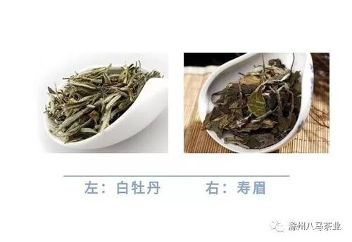 陈年寿眉的功效与作用