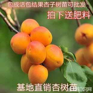 杏梅的功效与作用禁忌