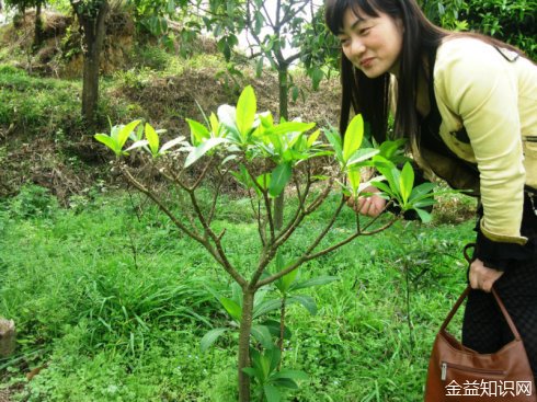 梦花树的功效与作用