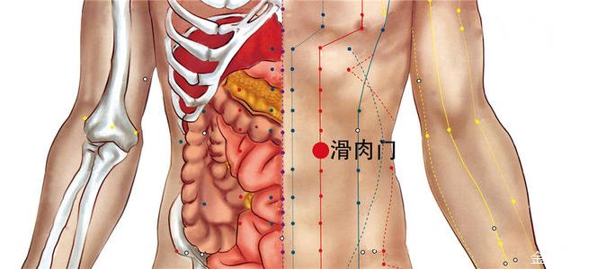 滑肉门的功效与作用