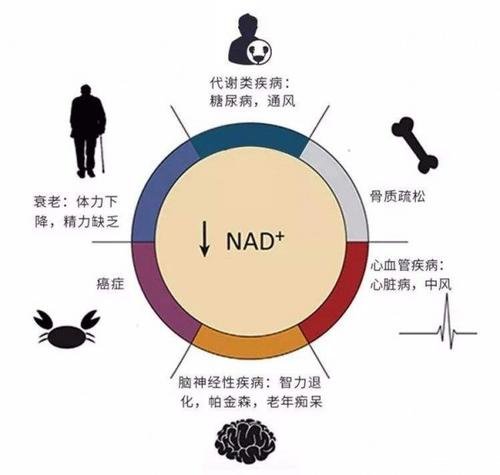 nmn的功效与作用是