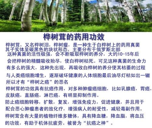 白桦树的功效与作用