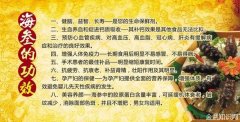 大连海参的功效与作用