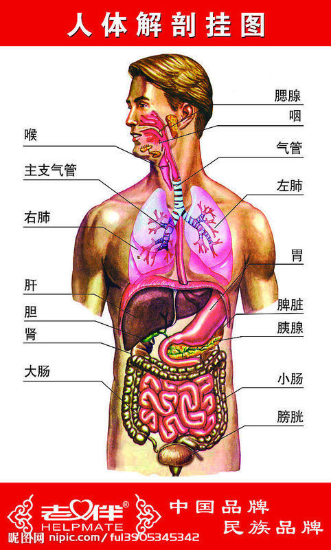 胆囊的位置示意图（胆在人体中的位置示意图)