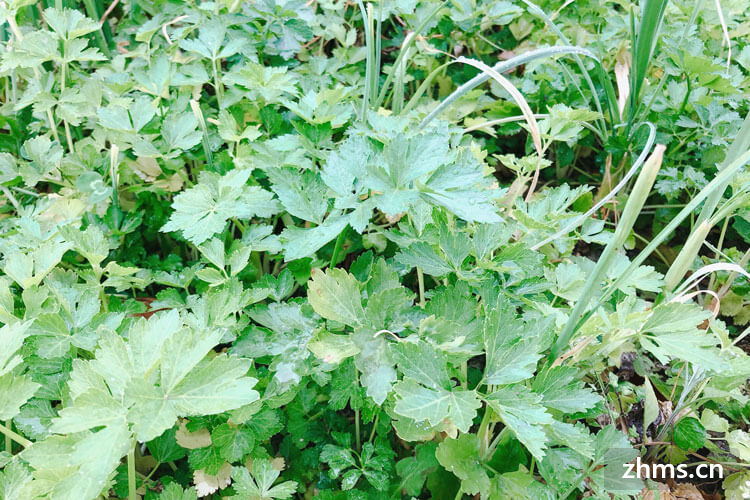 论香芹和芹菜的区别