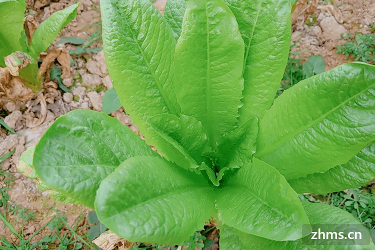 油麦菜可以煮汤吗？怎么挑选油麦菜？