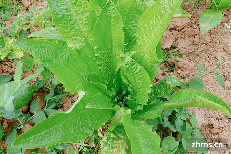 油麦菜可以煮汤吗？怎么挑选油麦菜？