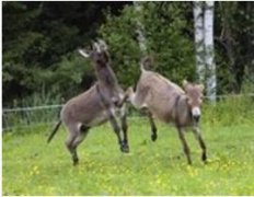 养10头驴一年赚多少钱