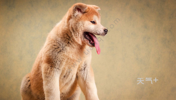 柴犬和秋田犬有哪些区别 柴犬和秋田犬的区别