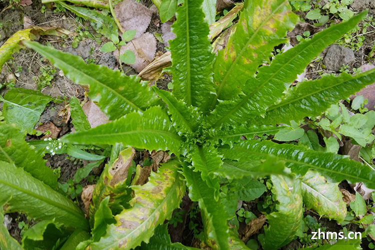 莴笋和油麦菜一样吗