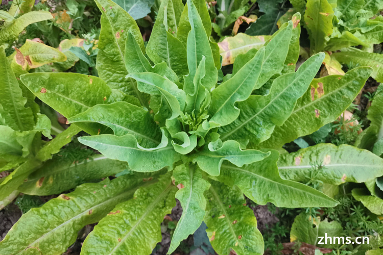 莴笋和油麦菜一样吗