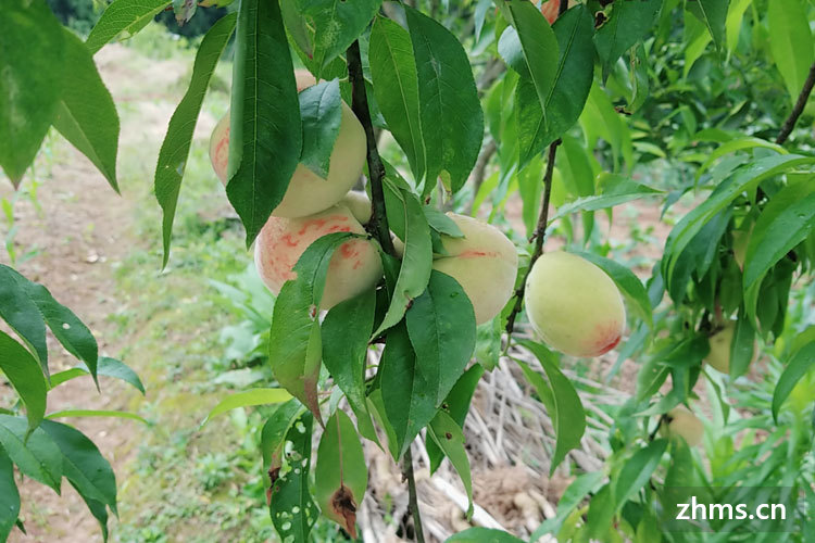 嘉兴凤桥水蜜桃什么时候上市