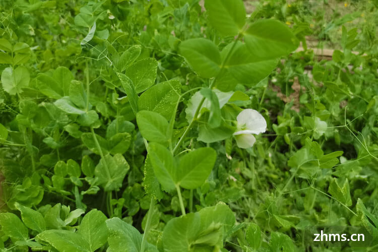 豌豆苗几月份上市