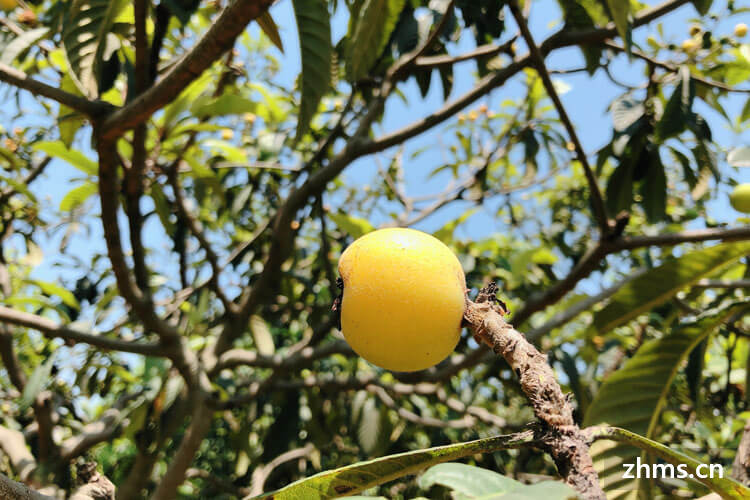 枇杷如何食用