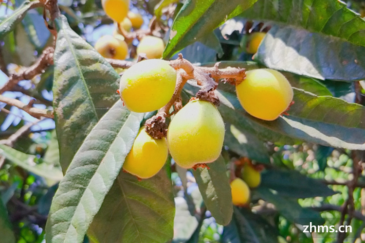 龙泉枇杷几月成熟