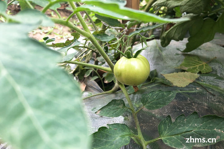 西红柿种植方法和时间