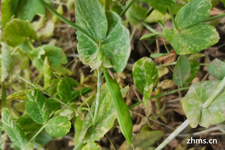 豌豆季节是几月份上市