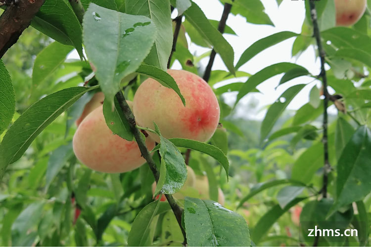 水蜜桃保存方法以及温度